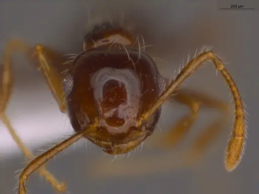 Crematogaster levior specimen ECOFOG-MI15-0237-43 image ecofog-mi15-0237-43_2
