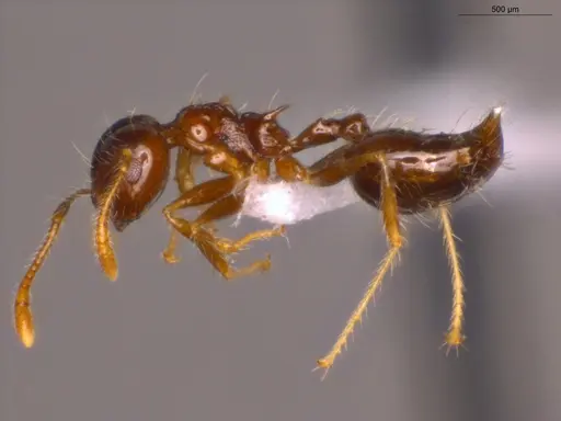 Crematogaster levior specimen ECOFOG-MI15-0237-43 image ecofog-mi15-0237-43_3