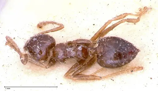 Crematogaster levior specimen FOCOL0656-1 image focol0656-1_1