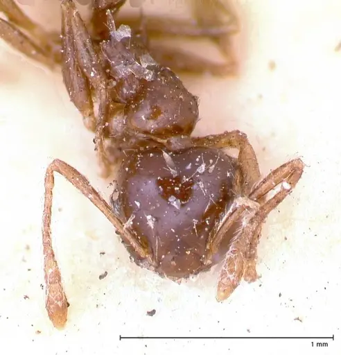 Crematogaster levior specimen FOCOL0656-1 image focol0656-1_2