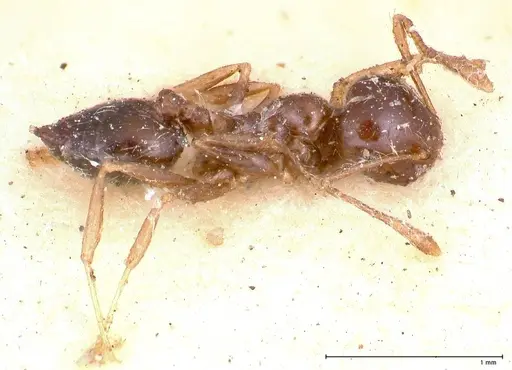 Crematogaster levior specimen FOCOL0656-1 image focol0656-1_3