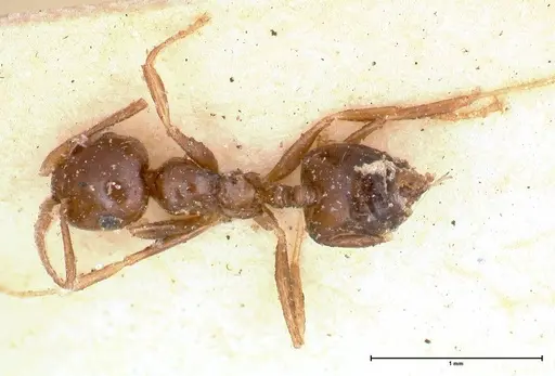 Crematogaster levior specimen FOCOL0656-2 image focol0656-2_1