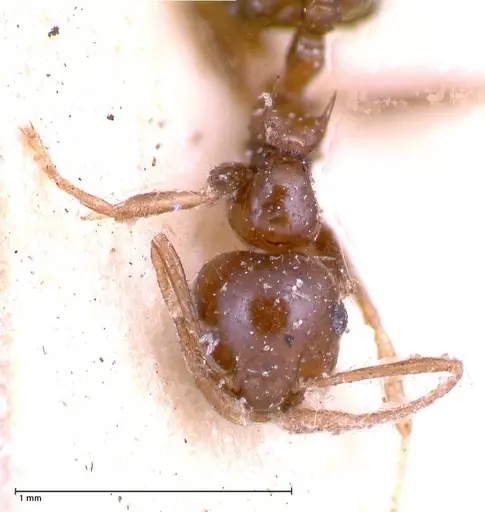 Crematogaster levior specimen FOCOL0656-2 image focol0656-2_2