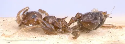 Crematogaster levior specimen FOCOL0656-2 image focol0656-2_3