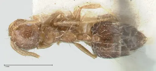 Crematogaster levior specimen FOCOL1625 image focol1625_1