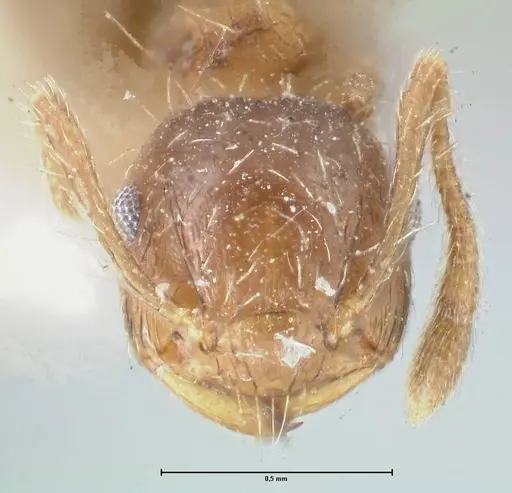 Crematogaster levior specimen FOCOL1625 image focol1625_2