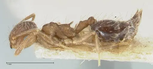 Crematogaster levior specimen FOCOL1625 image focol1625_3