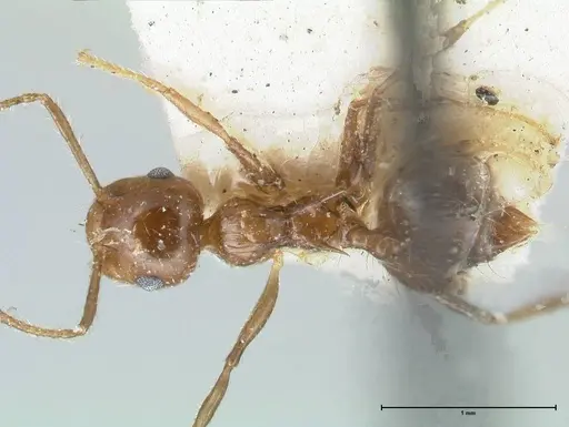 Crematogaster levior specimen FOCOL1626 image focol1626_1