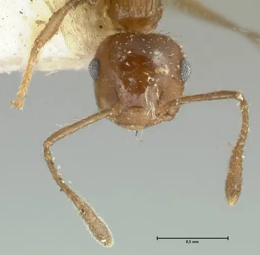 Crematogaster levior specimen FOCOL1626 image focol1626_2