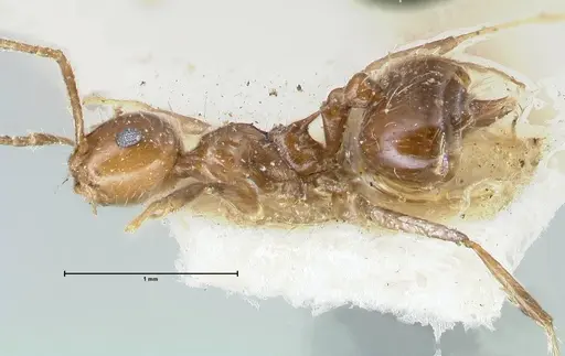 Crematogaster levior specimen FOCOL1626 image focol1626_3