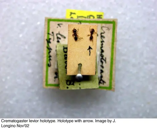 Crematogaster levior specimen JTL328117 image jtl328117_1