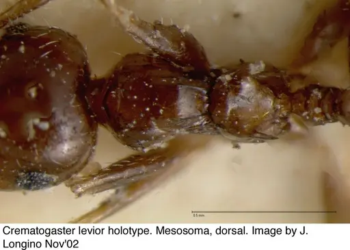Crematogaster levior specimen JTL328117 image jtl328117_2