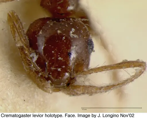 Crematogaster levior specimen JTL328117 image jtl328117_3