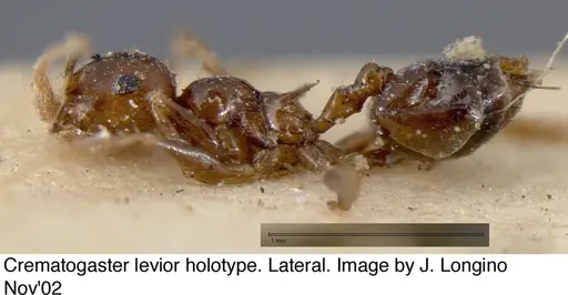 Crematogaster levior specimen JTL328117 image jtl328117_4