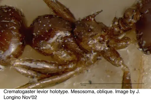 Crematogaster levior specimen JTL328117 image jtl328117_5