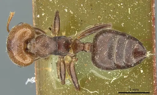 Crematogaster libengensis specimen CASENT0912807 image casent0912807_1