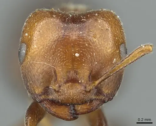 Crematogaster libengensis specimen CASENT0912807 image casent0912807_2