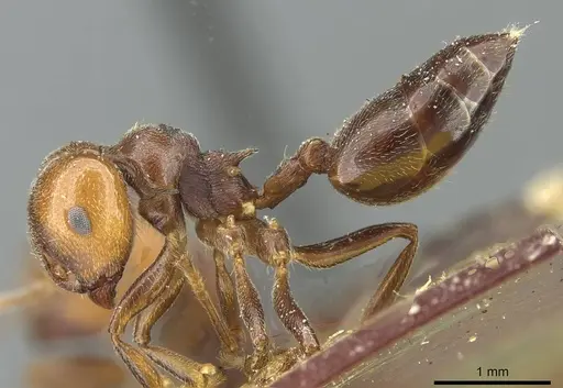 Crematogaster libengensis specimen CASENT0912807 image casent0912807_3