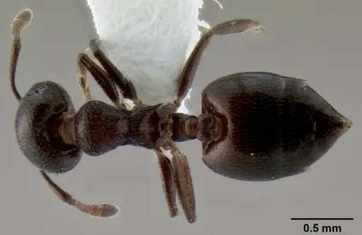Crematogaster liengmei specimen CASENT0193172 image casent0193172_1