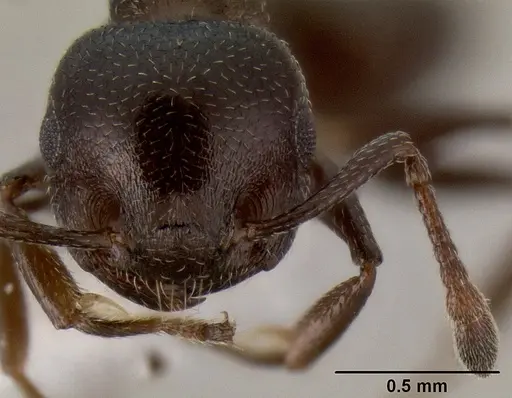 Crematogaster liengmei specimen CASENT0193172 image casent0193172_2