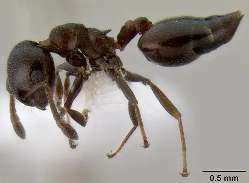 Crematogaster liengmei specimen CASENT0193172 image casent0193172_3