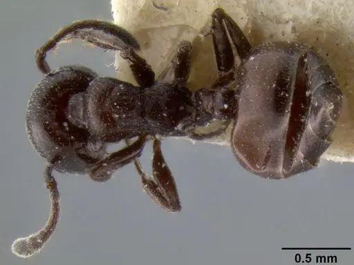 Crematogaster liengmei specimen CASENT0193951 image casent0193951_1