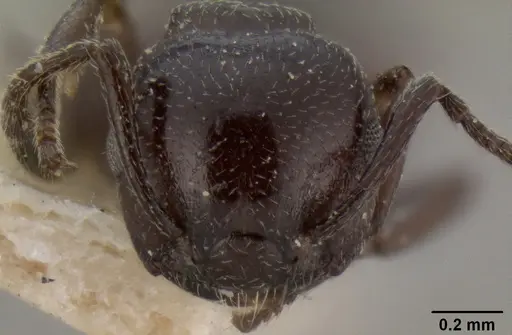 Crematogaster liengmei specimen CASENT0193951 image casent0193951_2