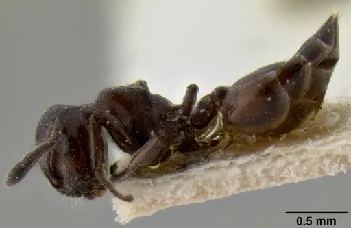 Crematogaster liengmei specimen CASENT0193951 image casent0193951_3