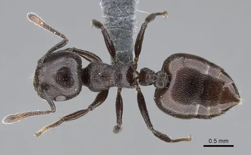 Crematogaster liengmei specimen CASENT0787963 image casent0787963_1