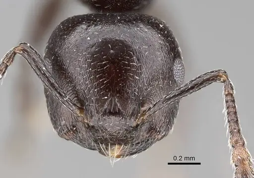 Crematogaster liengmei specimen CASENT0787963 image casent0787963_2
