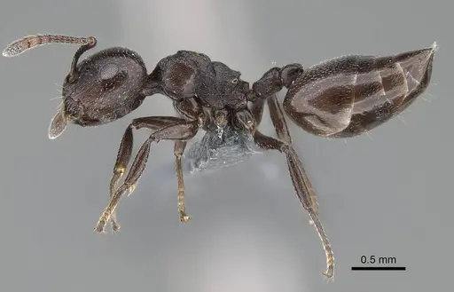 Crematogaster liengmei specimen CASENT0787963 image casent0787963_3