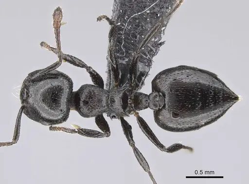 Crematogaster liengmei specimen CASENT0822187 image casent0822187_1