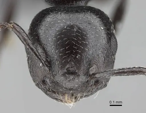 Crematogaster liengmei specimen CASENT0822187 image casent0822187_2