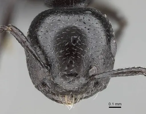 Crematogaster liengmei specimen CASENT0822187 image casent0822187_3