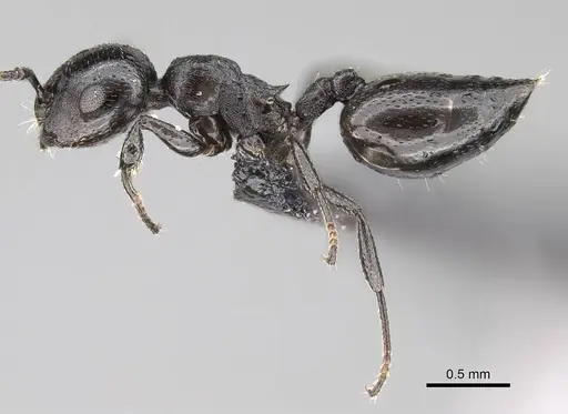 Crematogaster liengmei specimen CASENT0822187 image casent0822187_4