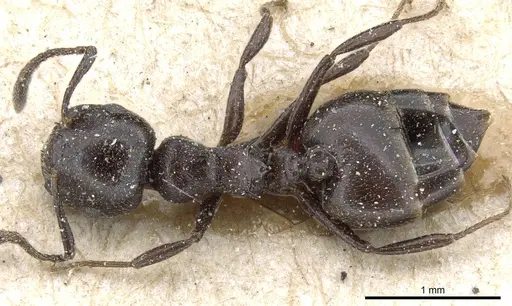 Crematogaster liengmei specimen CASENT0904485 image casent0904485_1