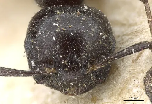 Crematogaster liengmei specimen CASENT0904485 image casent0904485_2