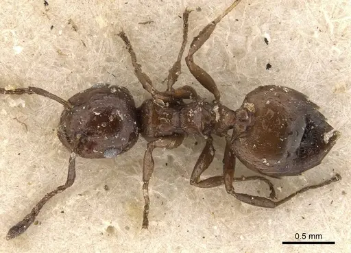 Crematogaster liengmei specimen CASENT0908531 image casent0908531_1