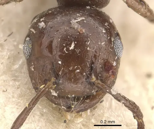 Crematogaster liengmei specimen CASENT0908531 image casent0908531_2