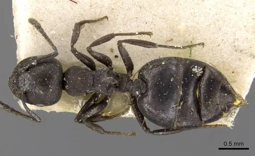 Crematogaster liengmei specimen CASENT0908551 image casent0908551_1