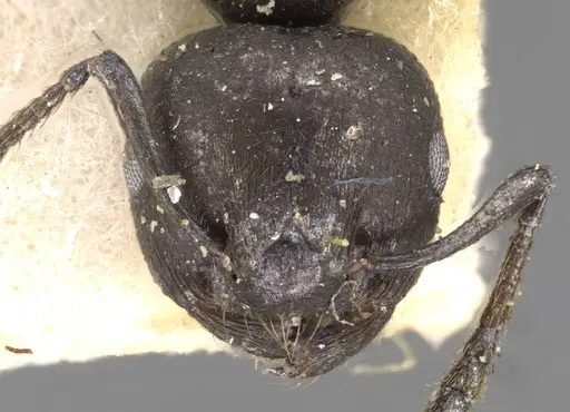 Crematogaster liengmei specimen CASENT0908551 image casent0908551_2