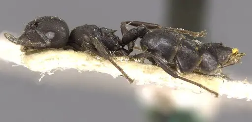 Crematogaster liengmei specimen CASENT0908551 image casent0908551_3