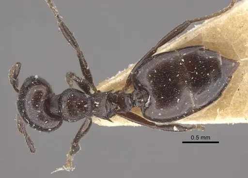 Crematogaster liengmei specimen CASENT0917802 image casent0917802_1
