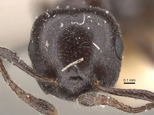 Crematogaster liengmei specimen CASENT0917802 image casent0917802_2