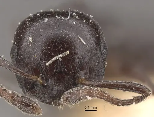 Crematogaster liengmei specimen CASENT0917802 image casent0917802_3