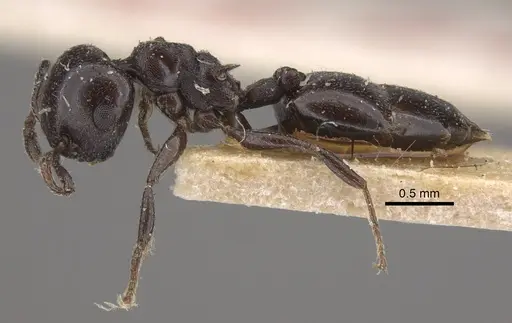 Crematogaster liengmei specimen CASENT0917802 image casent0917802_4