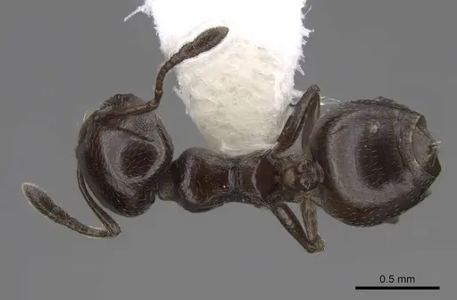 Crematogaster liengmei specimen CASENT0922641 image casent0922641_1