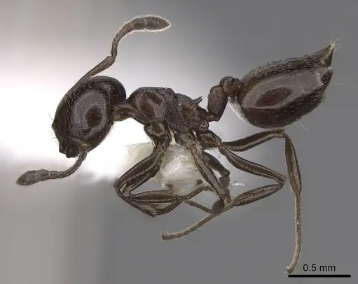 Crematogaster liengmei specimen CASENT0922641 image casent0922641_3