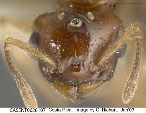 Crematogaster limata specimen CASENT0628107 image casent0628107_1
