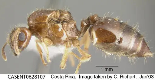 Crematogaster limata specimen CASENT0628107 image casent0628107_2